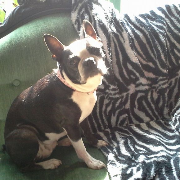 Meet your Posher, Cecelia - Picture 1 of 1